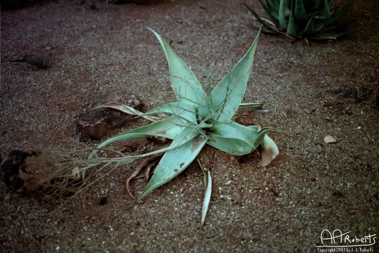 Alien Cactus.jpg - Looks like an alien creature.